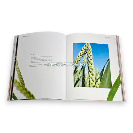 Surah Yusuf-The Story of Joseph, 9781068504198